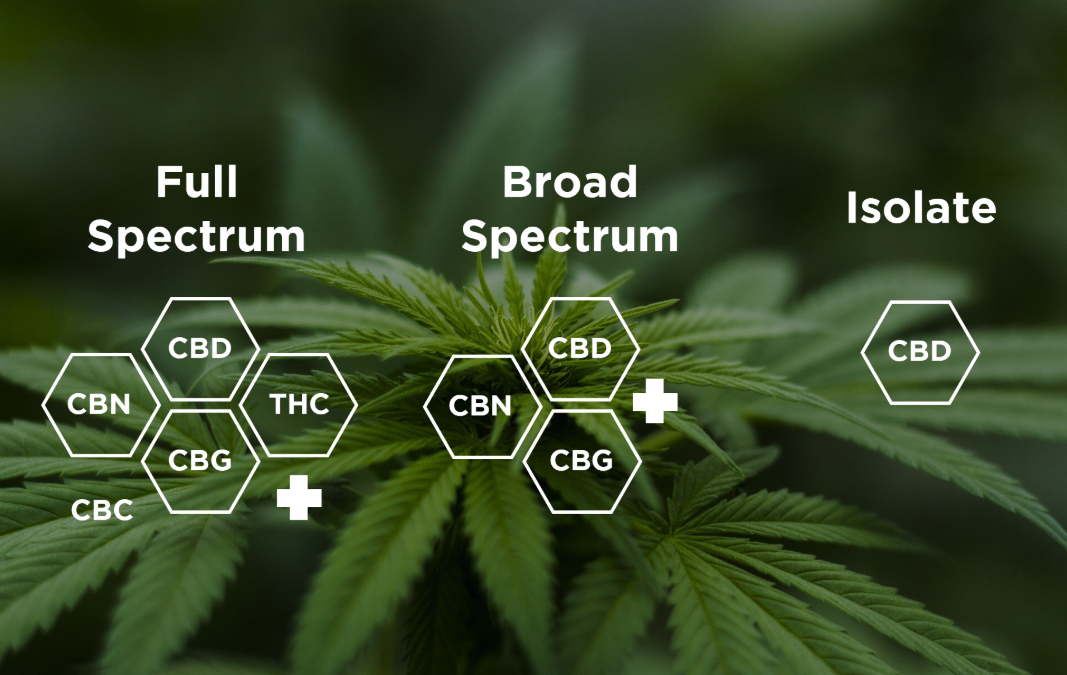 You are currently viewing Разлика между Full Spectrum, Broad Spectrum и CBD изолат